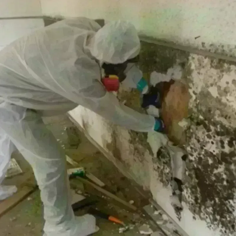 Mold Remediation and Removal in Pinetops, NC